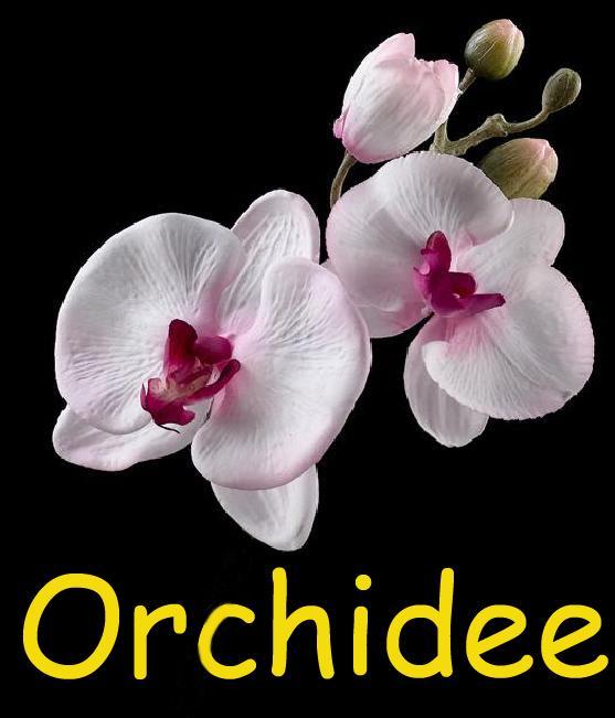 Orchidee Apartment Comines-Warneton Екстериор снимка